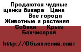 Продаются чудные щенки бивера › Цена ­ 25 000 - Все города Животные и растения » Собаки   . Крым,Бахчисарай